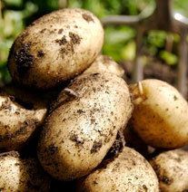 Flavia - lækker sommer kartoffel